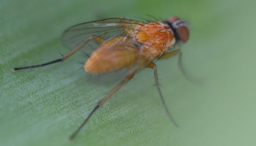 Réf. 348 549 : Achanthiptera rohrelliformis